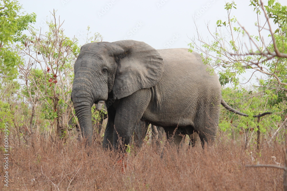 Obraz premium elephant