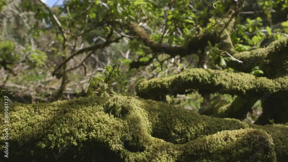 Dolly Shot Of Moss Covered Tree In Forest Dolly Shot Of Moss Covered Tree In Forest