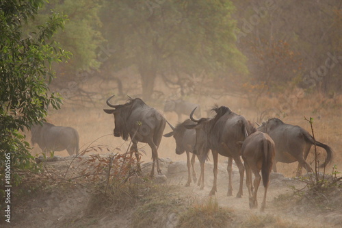 Wildebeest