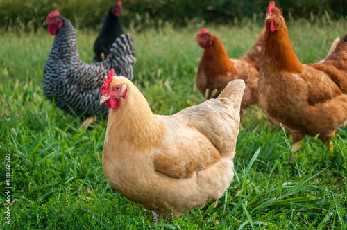 Free range chickens