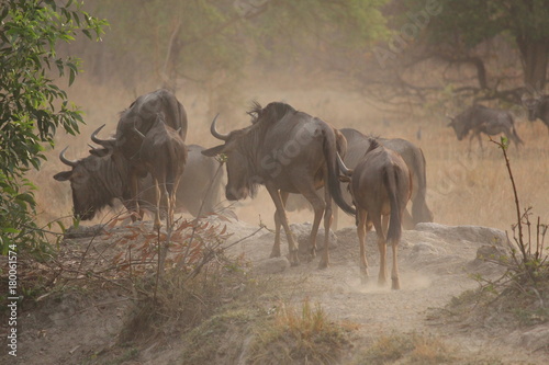 Wildebeest