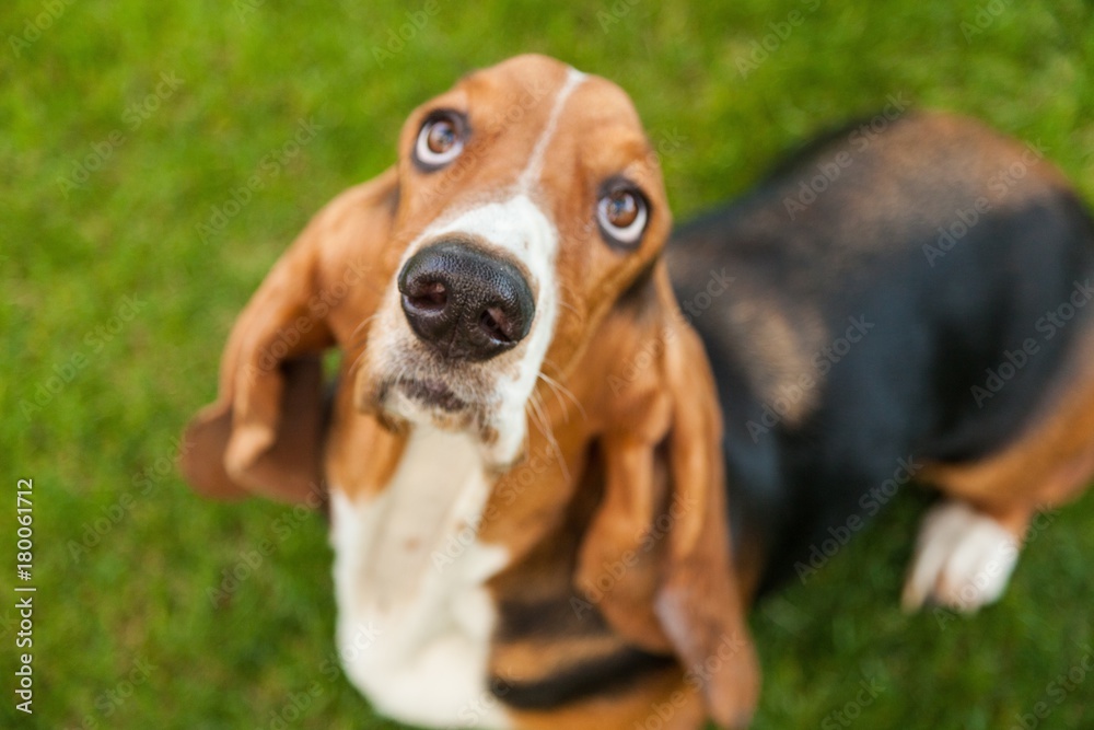 Basset Hound Looking Up