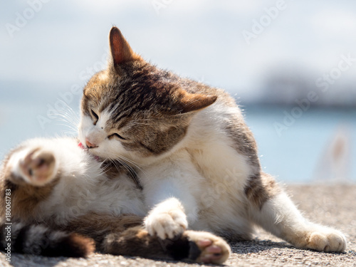 Grooming tabby white cat