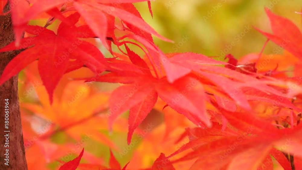 Beautiful image of red maple leaves in wind Beautiful image of red maple leaves in wind