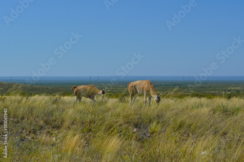 ANIMALES DEL SUR  LLAMA PASTOREANDO