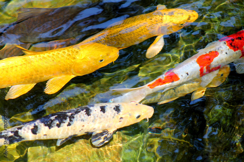 Autumn Koi