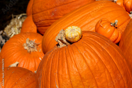Tiny Pumpkin