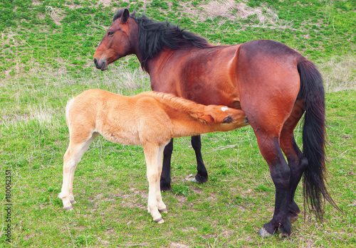 two brown horses mother and child