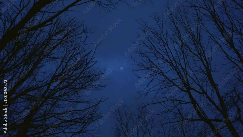 Moon and Trees Time Lapse