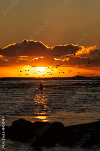 Sunset above Tasman sea. Seagulls and clouds.