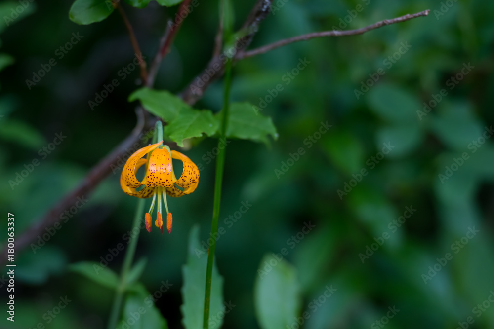 Turks Cap Lilly With Copy Space Turks Cap Lilly With Copy Space