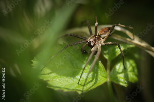 Spider in tree on leaf