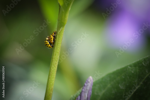 Yellow ladybugs mating on green plant