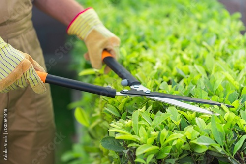 Closeup of a Gardener Using a Manual Hedge Trimmer