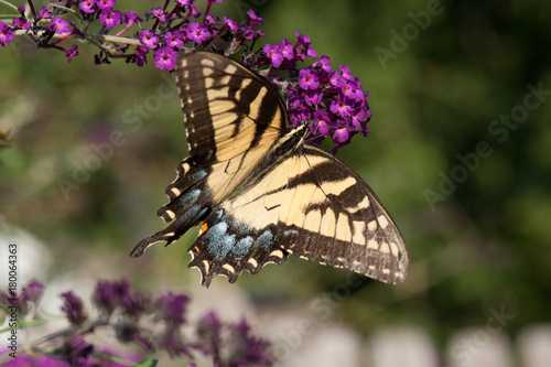 Buttlefly