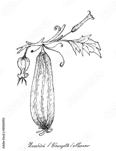Hand Drawn of Fresh Zucchini Fruits with Flowers