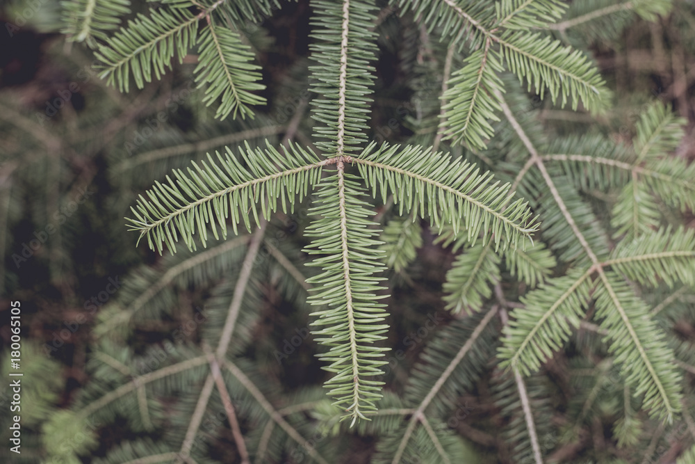 Closeup of Balsam Fir Branches - obrazy, fototapety, plakaty 