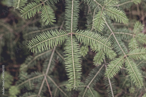 Closeup of Balsam Fir Branches