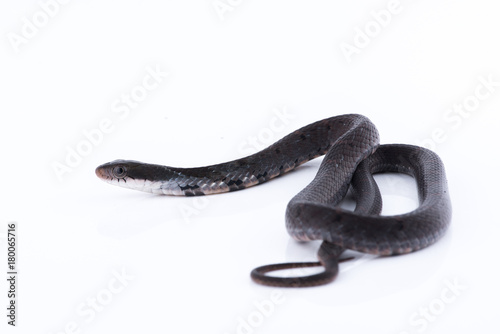 Snake in nature on white background