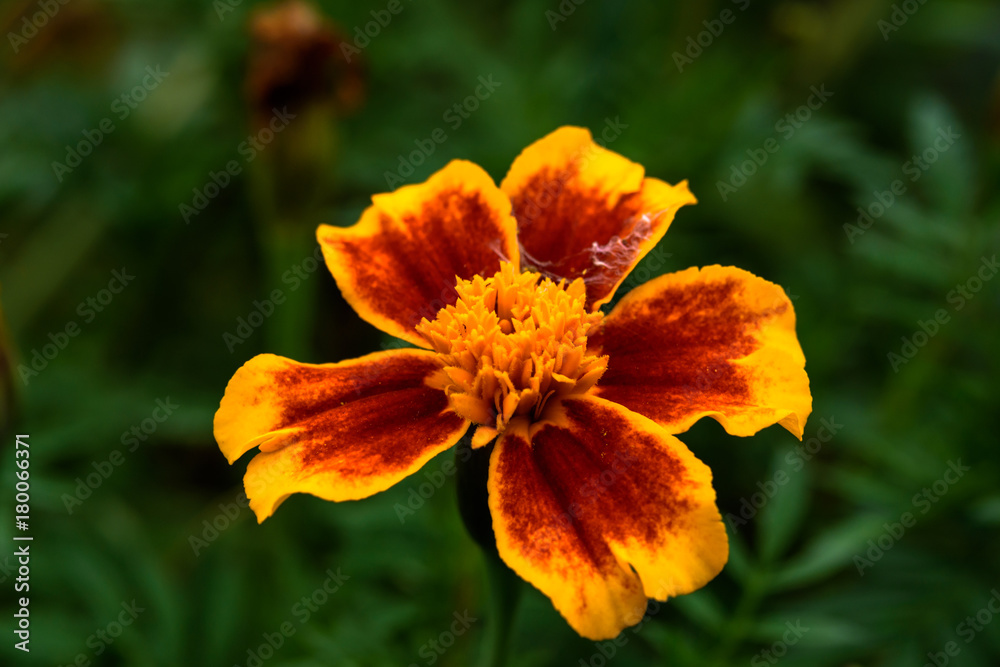Flower Flower