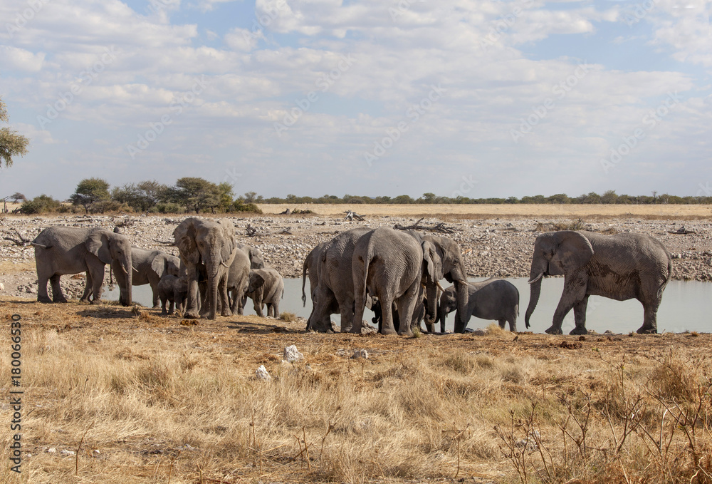 Fototapeta premium Elefantenherde