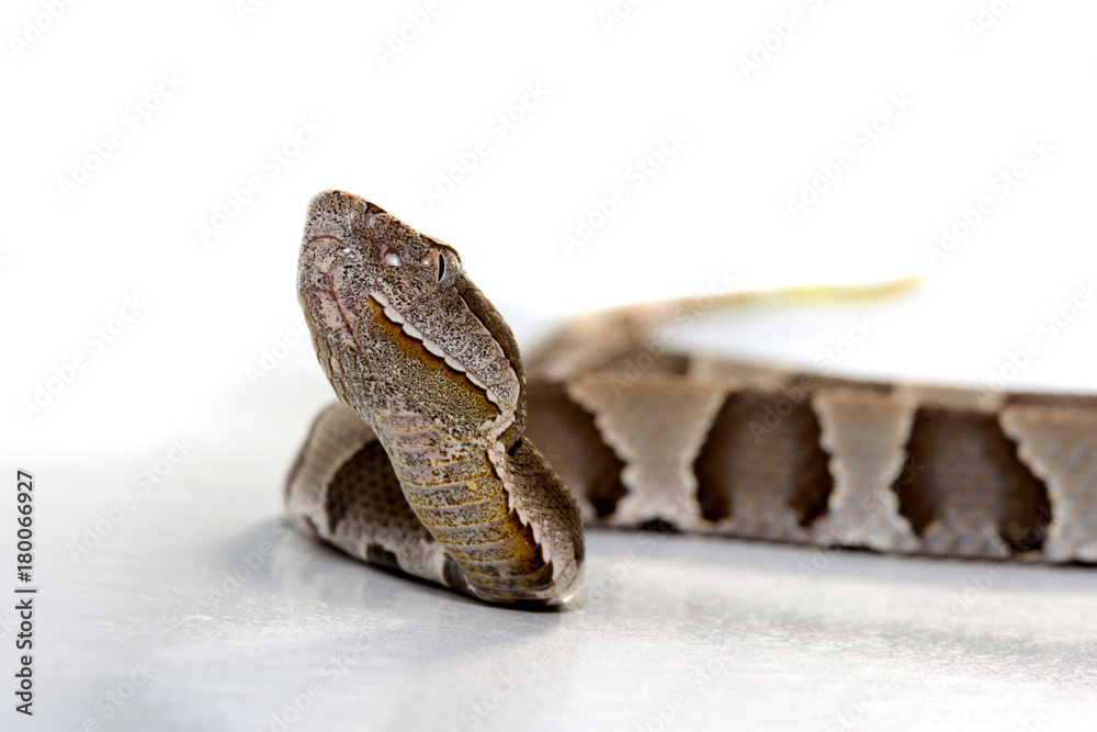 Broad-Band Copperhead snake (Agkistrodon contortrix laticinctus) on white background coiled and ready to strike