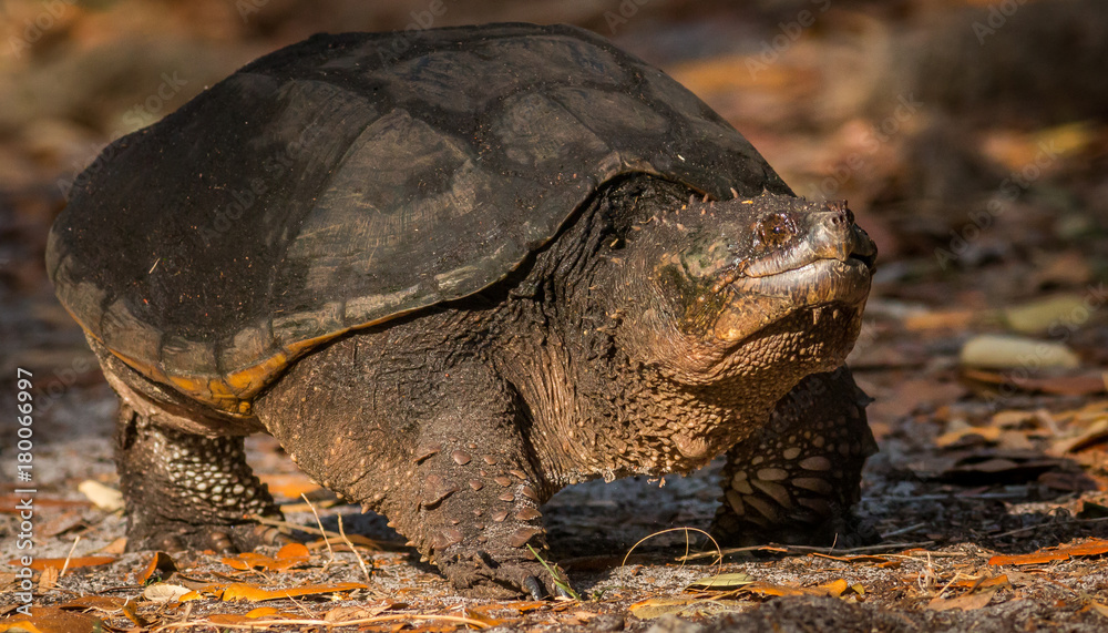 Obraz premium A common snapping turtle, out for a stroll
