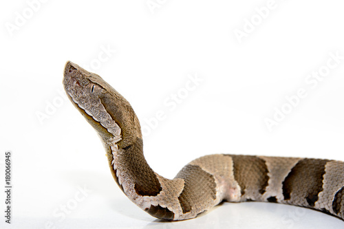 Broad-Band Copperhead snake (Agkistrodon contortrix laticinctus) on white background coiled and ready to strike photo