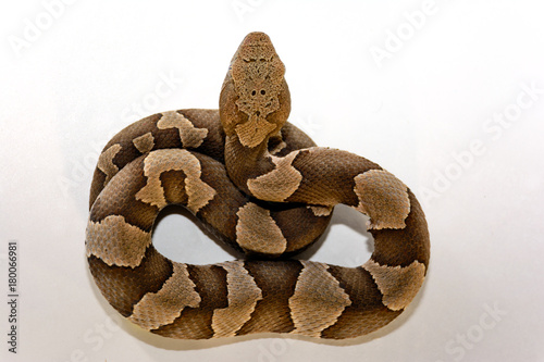 Broad-Band Copperhead snake (Agkistrodon contortrix laticinctus) on white background coiled and ready to strike photo