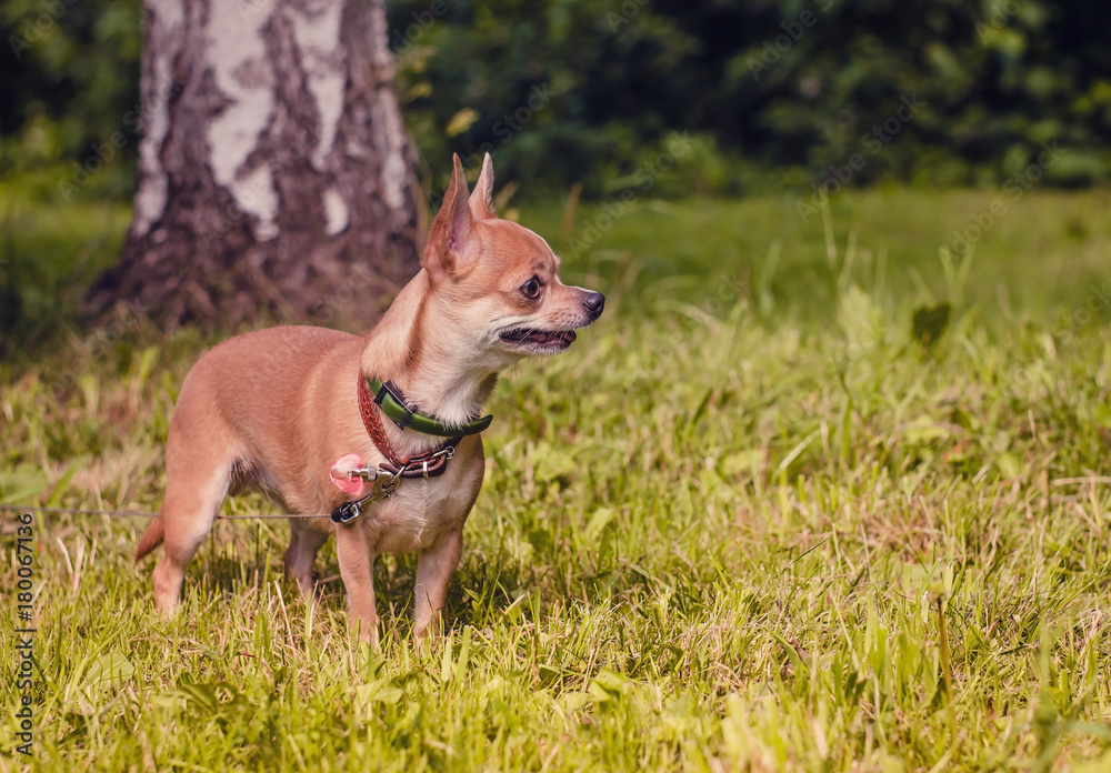 Smooth-haired Chihuahua dog on a walk. Chihuahua in green summer grass. Chihuahua Girl looks nice in Nature
