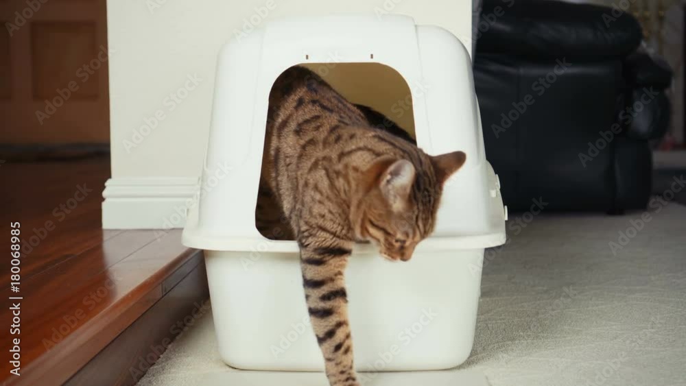 4K Cat Using Litter Box. Closeup view of Bengal cat digging inside an