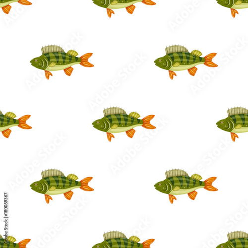 Seamless pattern freshwater flat colorful perch fish isolated on white background. Marine fresh food