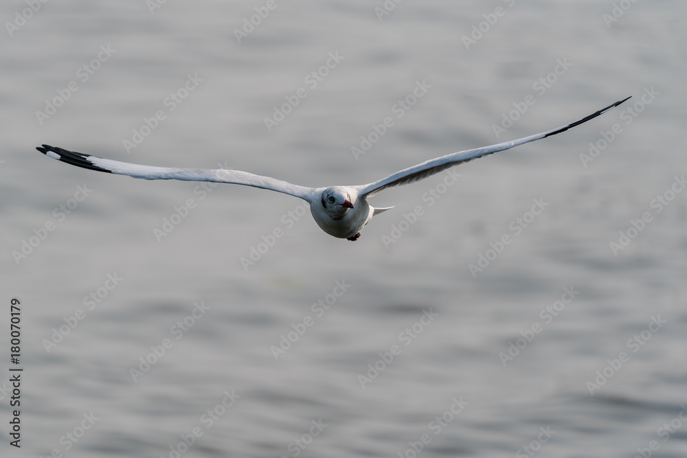 seagull flying. Seagulls fly in the blue sky.
seagull flying. Seagulls fly in the blue sky.