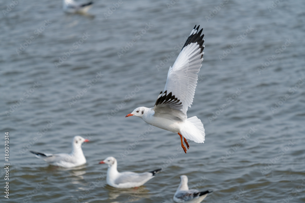 seagull flying. Seagulls fly in the blue sky.
seagull flying. Seagulls fly in the blue sky.