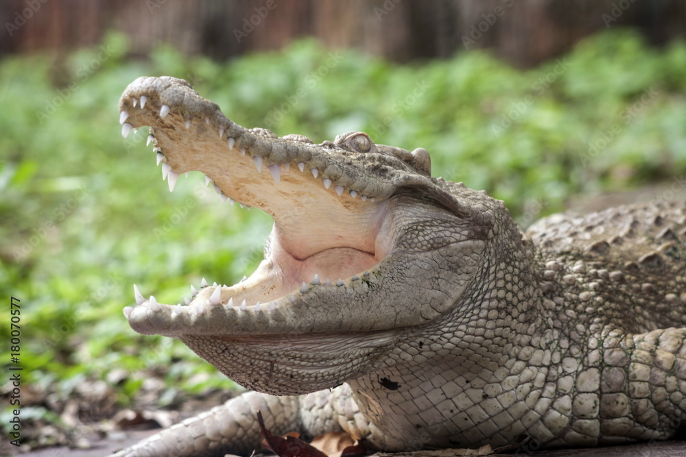 Obraz premium White Crocodile / Albino Siamese Crocodile : Freshwater crocodile , skin is white , nearly extinct , found in Southeast Asia