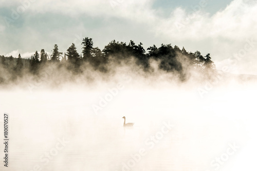 Duck swimming ake of two rivers in algonquin national park ontario canada sunset sunrise with much fog foggy background photo