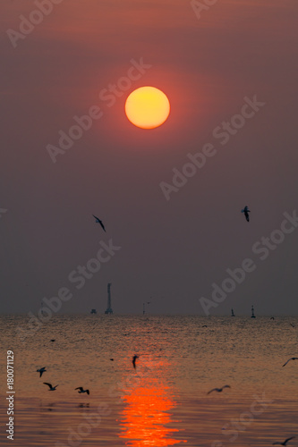 Sunset at the sea with the silhouette of a seagull 
