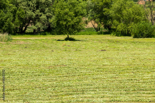Freshly mowed meadow with rows of hay