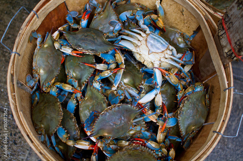 crabs