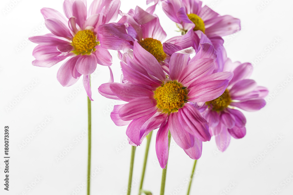 Wild flowers in different shades in high key photo technique with white background Wild flowers in different shades in high key photo technique with white background