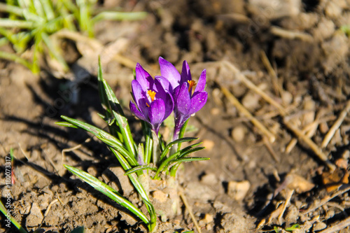 Purple crocus on early spring
