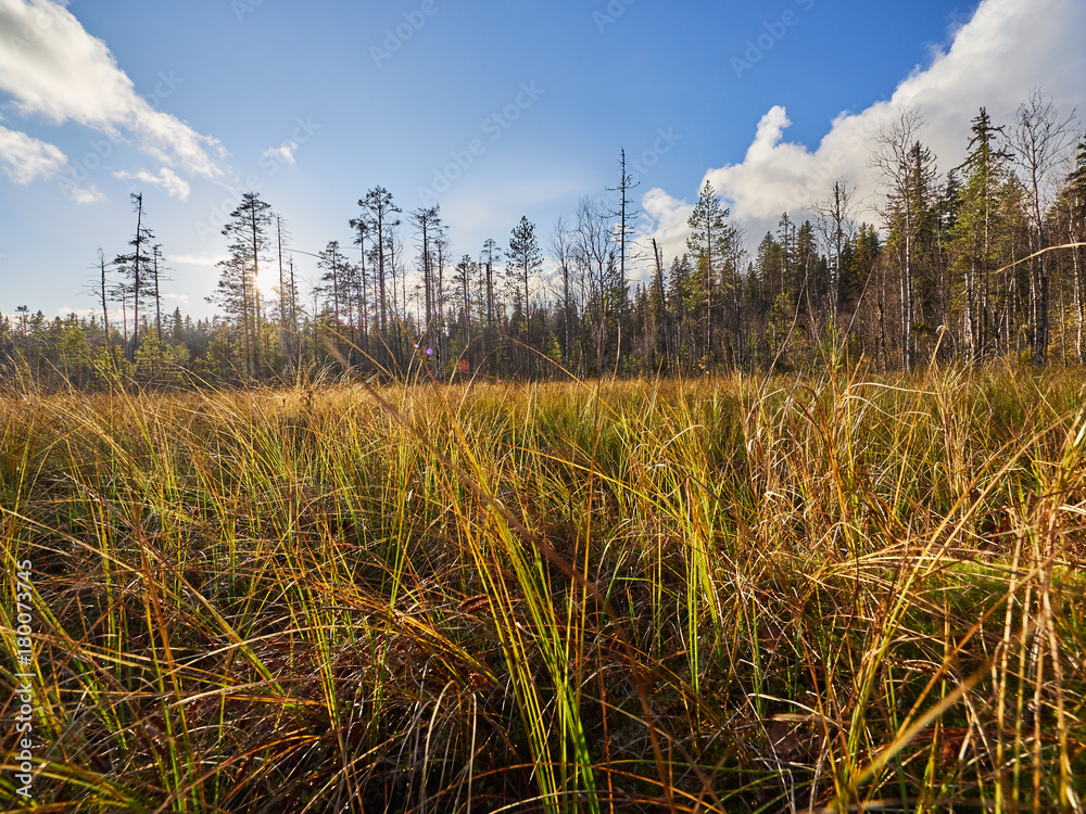 Fototapeta premium swamp in the summer. russia