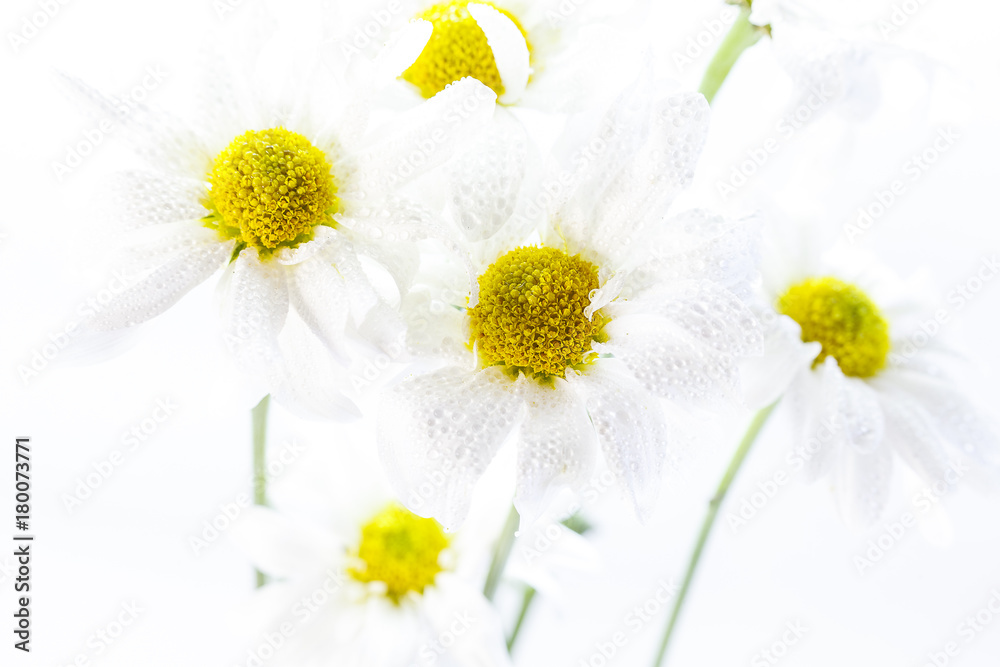 Obraz premium Wild flowers in different shades in high key photo technique with white background