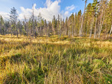 swamp in the summer. russia