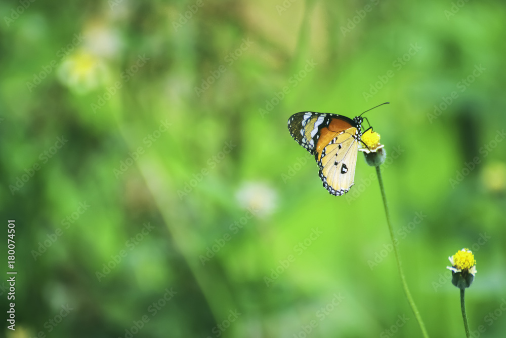 Obraz premium Butterfly, Closed up butterfly, Butterfly in the nature Thailand. 