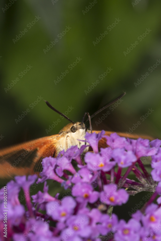 Obraz premium Hummingbird clearwing hawk moth on purple flowers of butterfly bush.