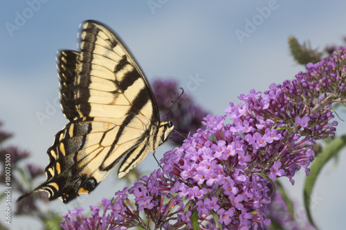 Tiger swallowtail butterfly on purple flowers of butterfly bush, Connecticut.