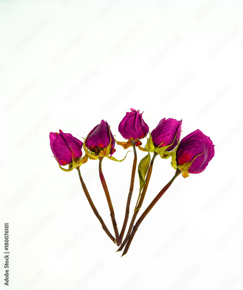 Obraz premium Wild flowers in different shades in high key photo technique with white background 
