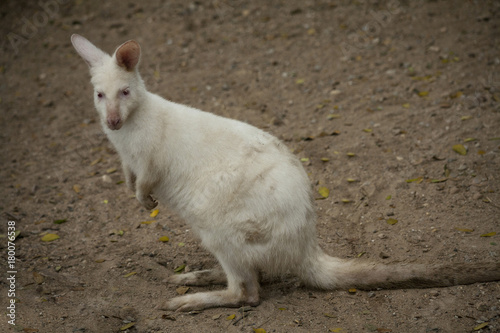Albino Wallaby / Colorless Wallaby , Pink eyes and white hair , Found in Australia
