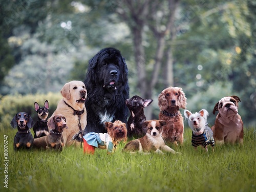 Many different breeds of dogs on the grass
